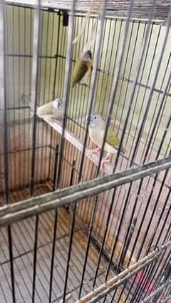 lady goldian finches