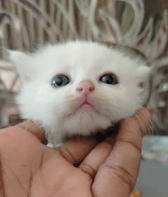 Persian Cat Punch Face Triple Coated Persian Female Kitten