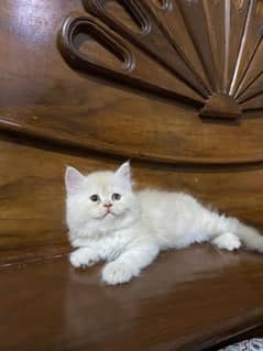 persian triple coat kittens