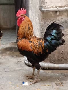 Hens