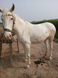 pure white nukri