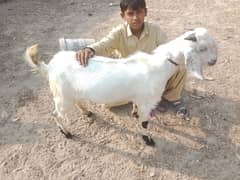 Qurbani k liye bakre