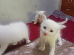 Kittens for sale