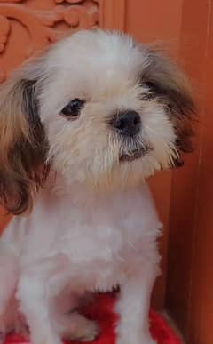 shitzu puppy female