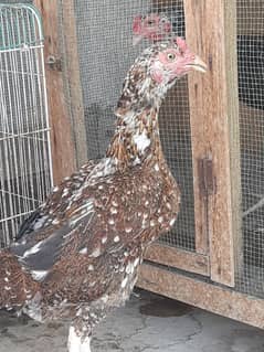 Aseel Hen