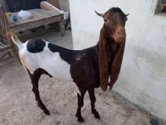 Bakra For Sale