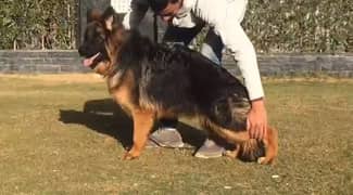 German shepherd female available for 8 months old