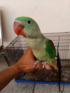 Raw parrot with cage