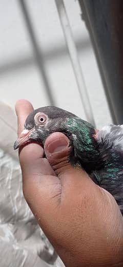 Golden/ teddy/ indian/ batera pigeon trained for sale