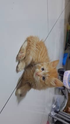 Kitten for Sale 3 Months . Littered Trained