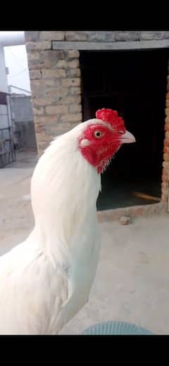 for