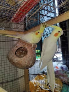 cocktail pairs for sale