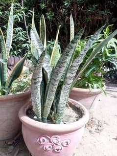 plants