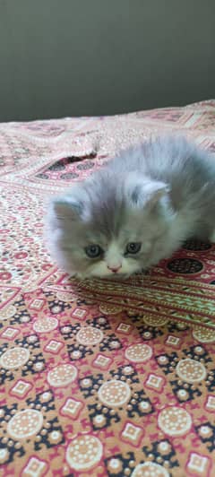 Persian triple coated Punch face kitten