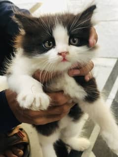 Hilmalayan persain ke kitten