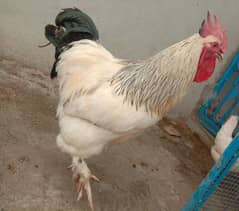 Buff light Sussex male , female ,bantam pair, Ayam cemani  male female