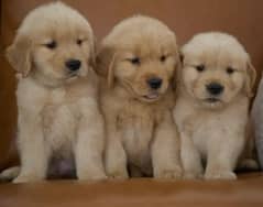 American golden retriever pedigree microchipped puppies available