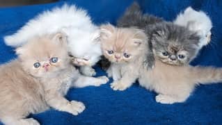 5 piki bloodline kittens 03043583306 wtsp