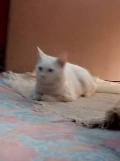 PERSION CAT FOR SELL