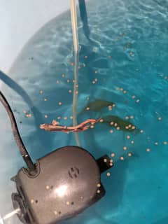 Betta