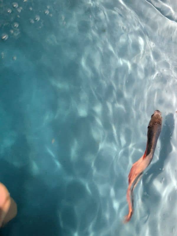 Betta fish for sale 2