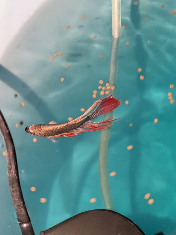 Betta fish for sale 3