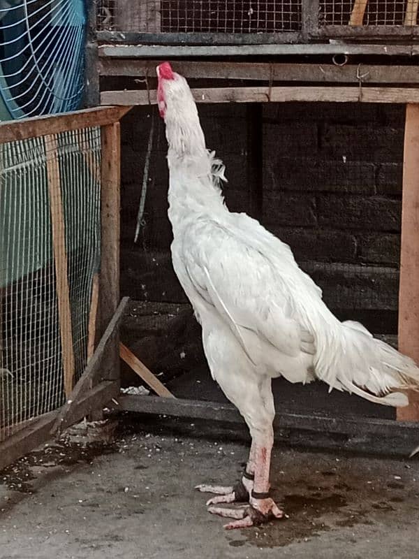 Pure white heera aseel setup for sale. 19
