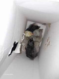 bantam chicks 5 days