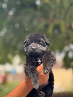 German shepherd pups available pink pedigree