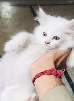 Pershion kitten female