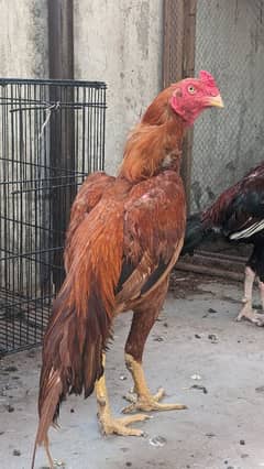 Aseel patha for sale