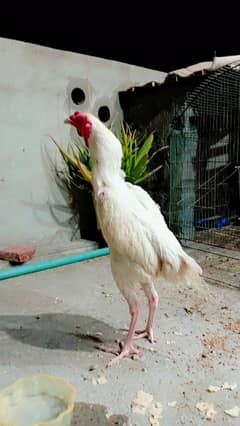 aseel