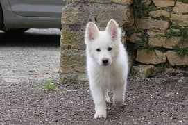 German shepherd white original pure available for sale