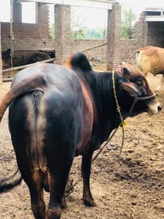Qurbani k liye behtreen