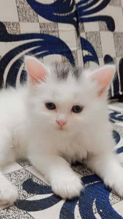 Persian
