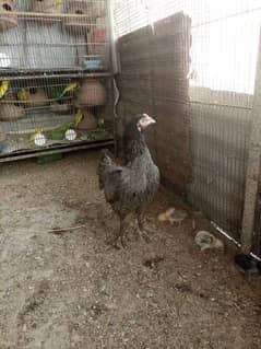morgi or chicks