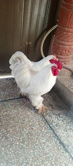 Hen Pair for sale full size