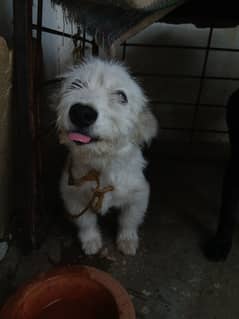 a russian Dog for Sale