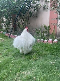 silkie