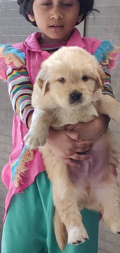 Golden Retriever puppies