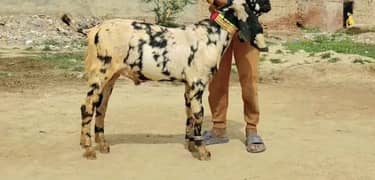 bakra