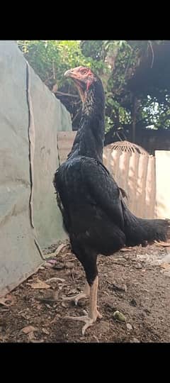 O SHAMO BREEDER FRMALES OR MALE
