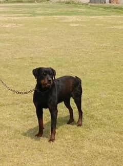 Rottweller dog male  100% pure