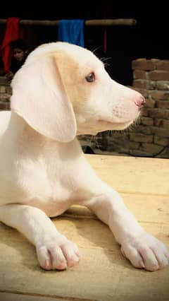 Labrador Puppies For Sale