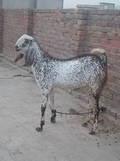 Bakra