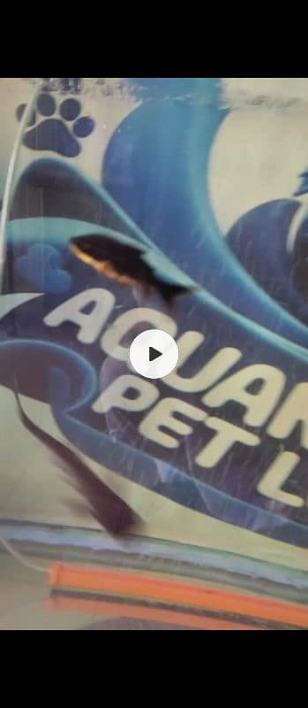 calico , Black koi , Guppy, Molly , Red cap Goldfish and many more 1