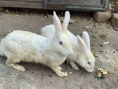 Red Eyes Rabbits / desi rabbits/White pair Rabbits available for sale