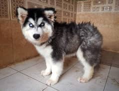 Siberian Husky Pedigree microchipped puppy available for sale