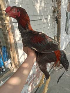 Thikra+Thai cross Patha Achi Hight White Eyes Achi blood Line Ha