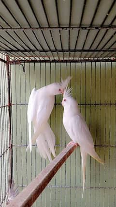 Cream